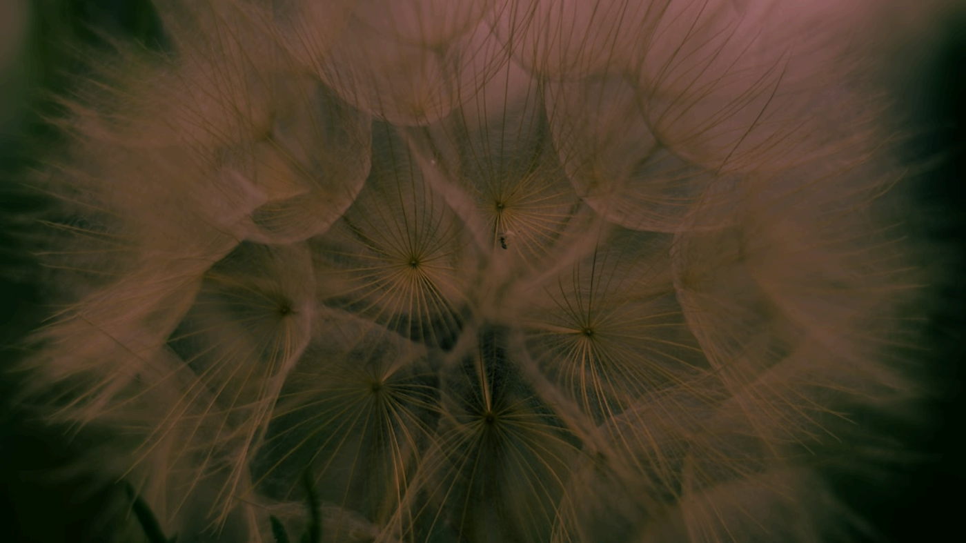 Wan 2.7 Image