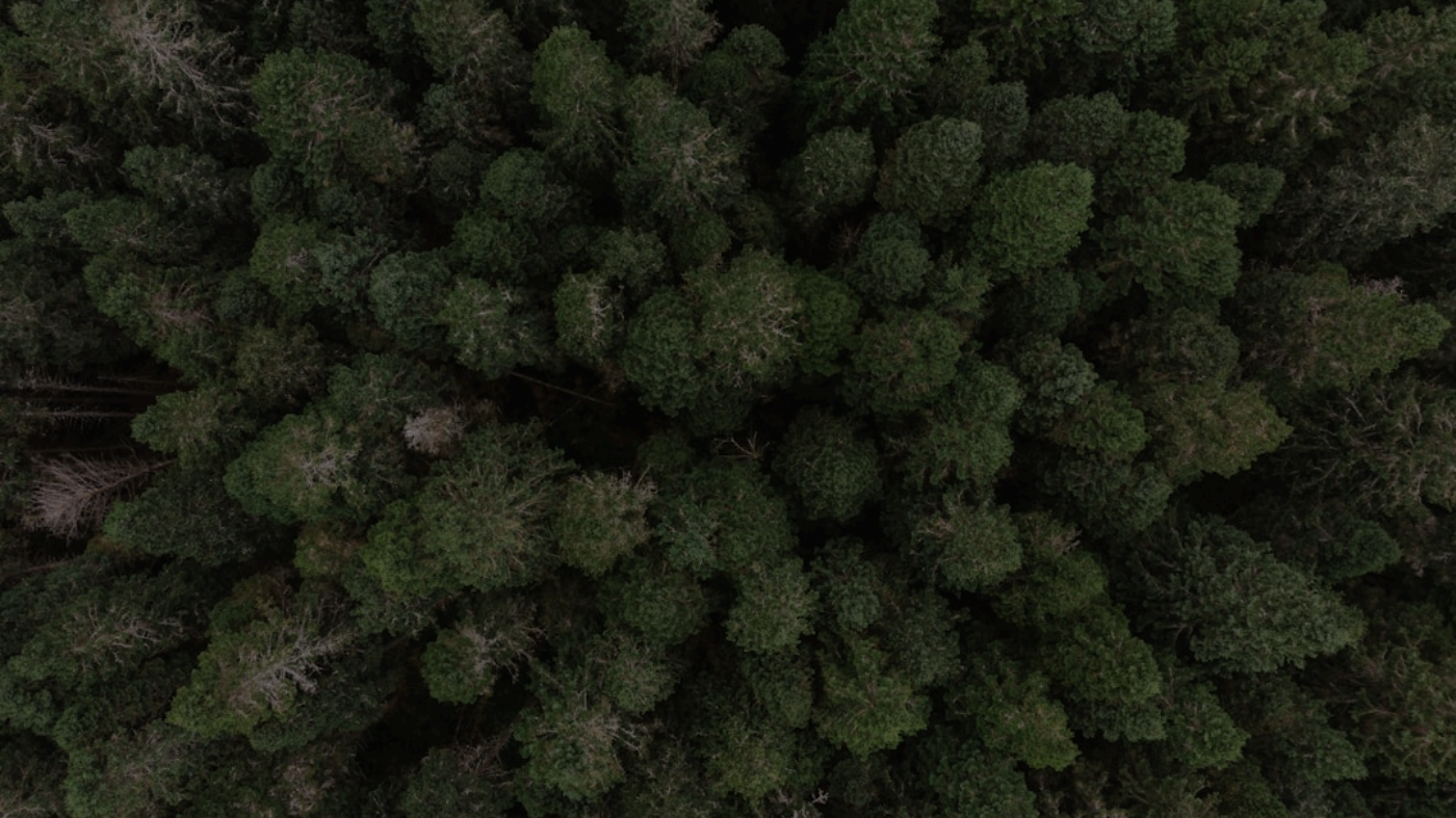 Wan 2.5 Image to Video