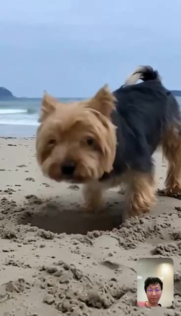 Demo 01: a small terrier digging on a beach